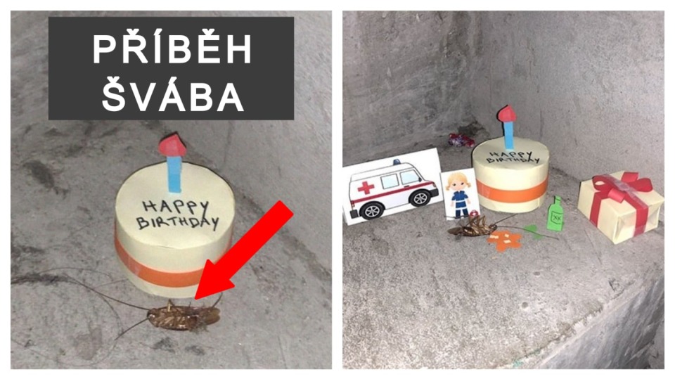 Mrtvý šváb dostal vlastní foto příběh.
